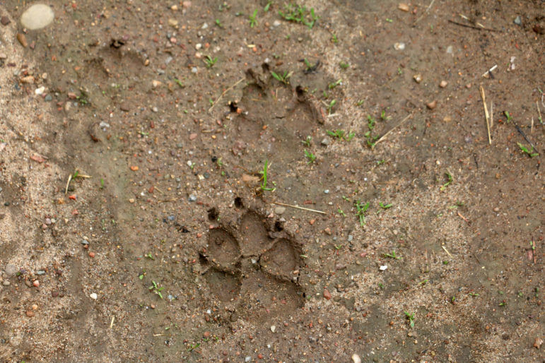 Wolf_tracks-771x514.jpg